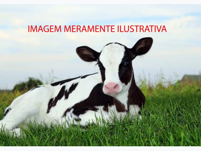 Leilão Tribunal de Justiça MG