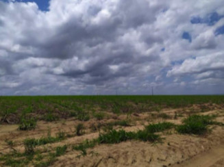 Fazenda em Mamanguape/PB - 16777